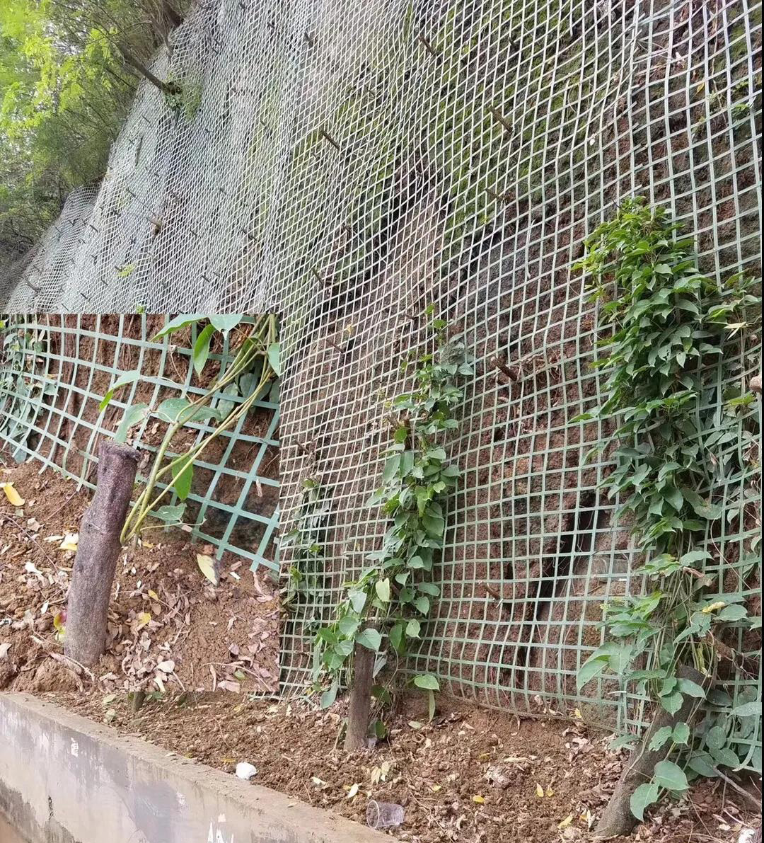绿色攀爬网结合攀缘植物的垂直绿化技术